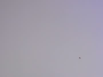 cam girl porn sapphirealice image #1302242