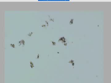 cam girl porn kaileeshy image #5233970