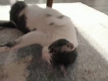 cam girl porn pr3ttyp1nkpussy image #1665080