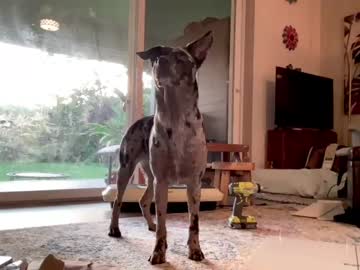 cam girl porn kaileeshy image #4810421