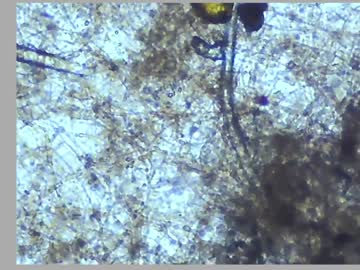 cam girl porn kaileeshy image #5233474